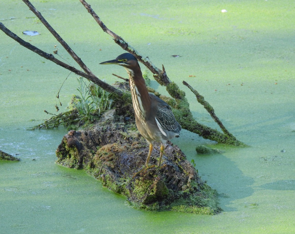 Green Heron - ML645903695