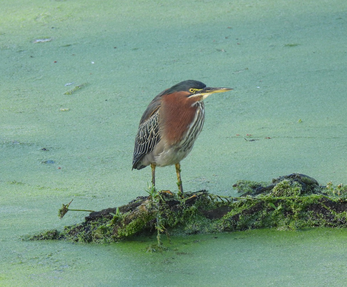 Green Heron - ML645903696