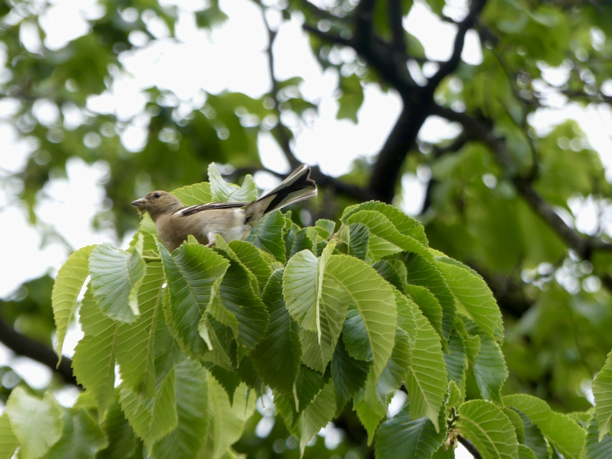 Common Chaffinch - ML645903698