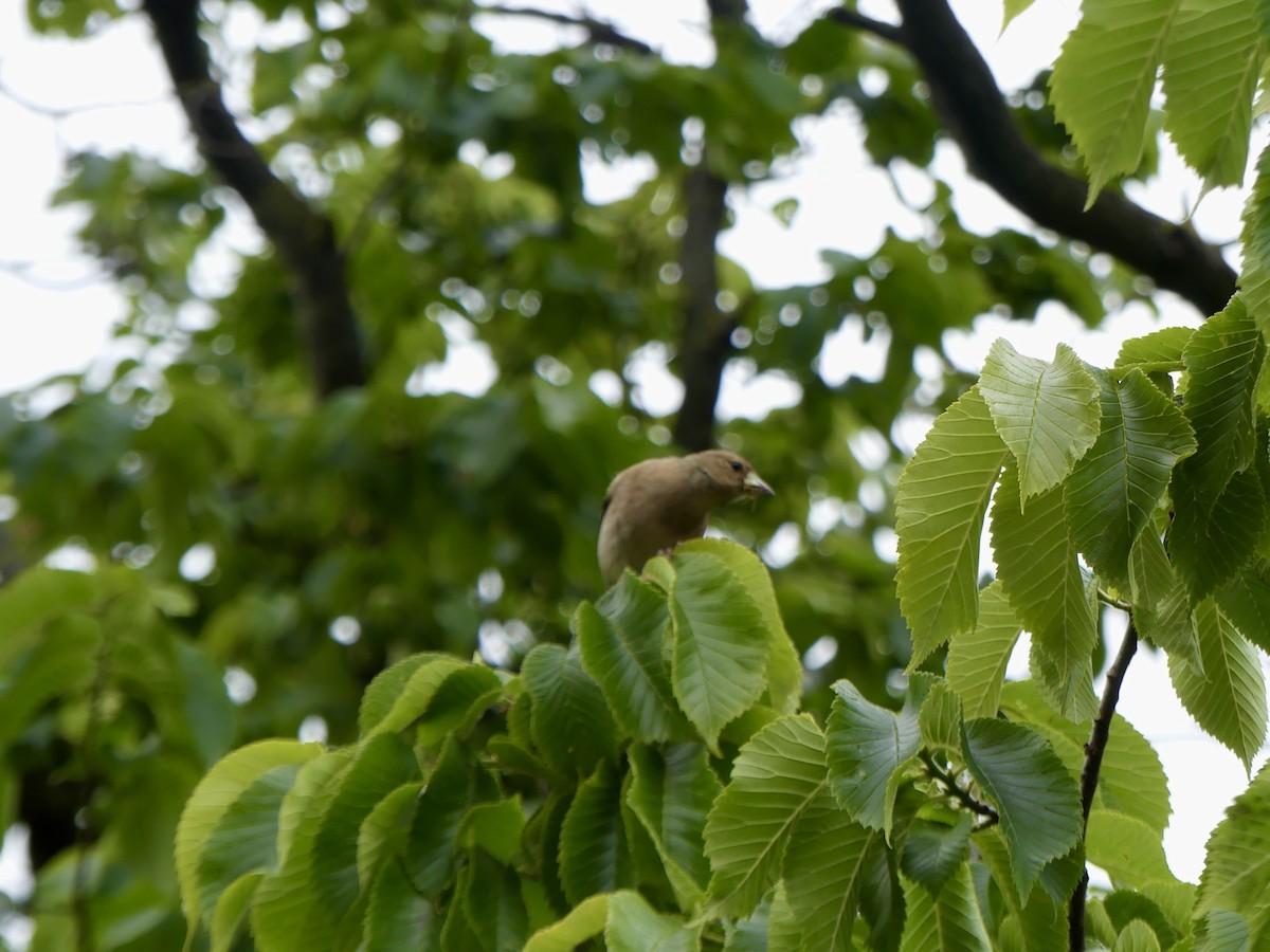 Common Chaffinch - ML645903699