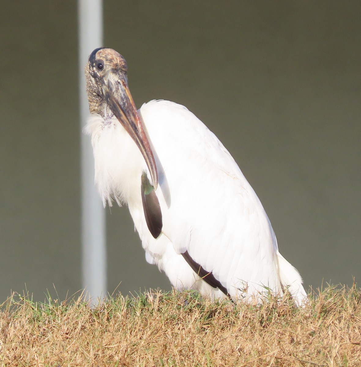 Wood Stork - ML645903700