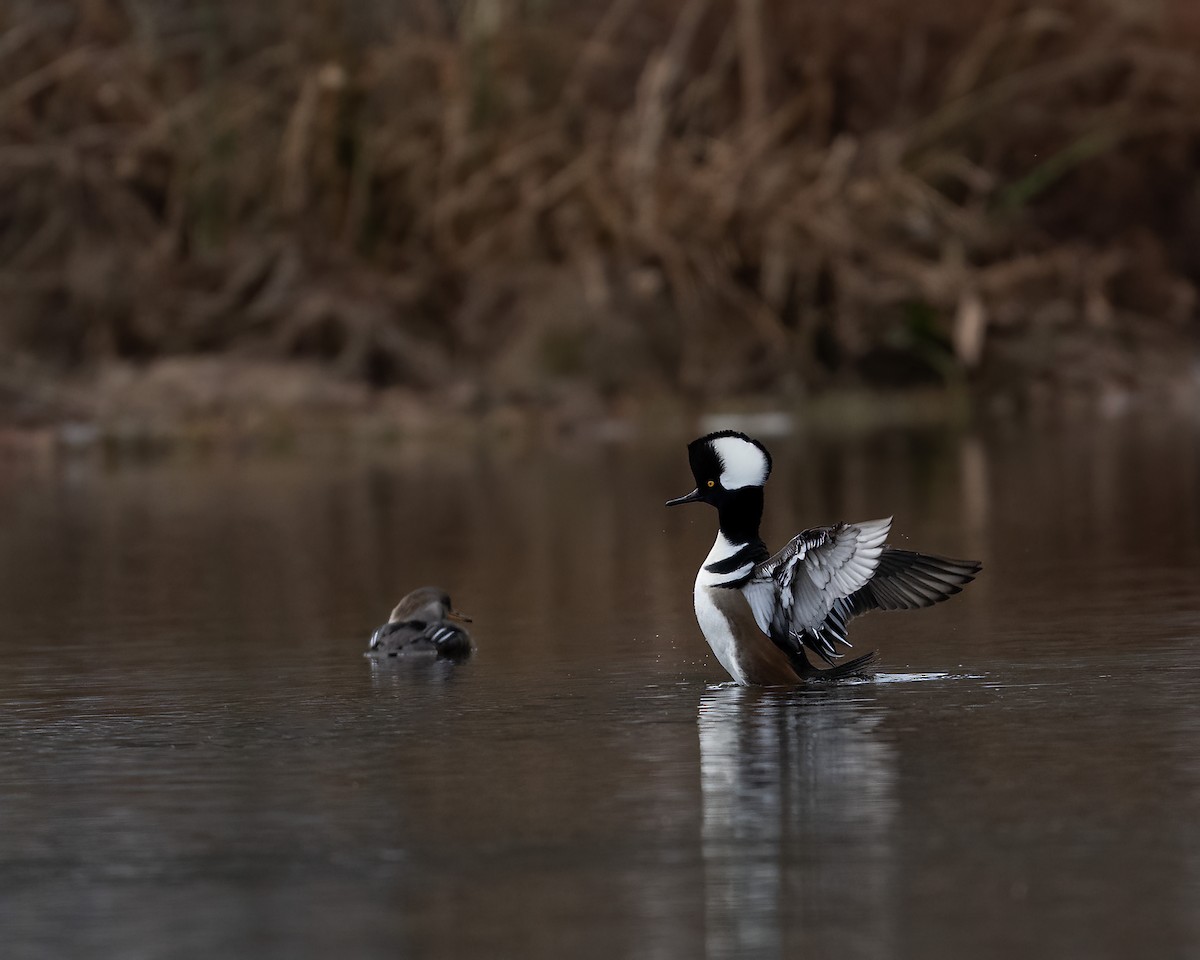 Hooded Merganser - ML645903701