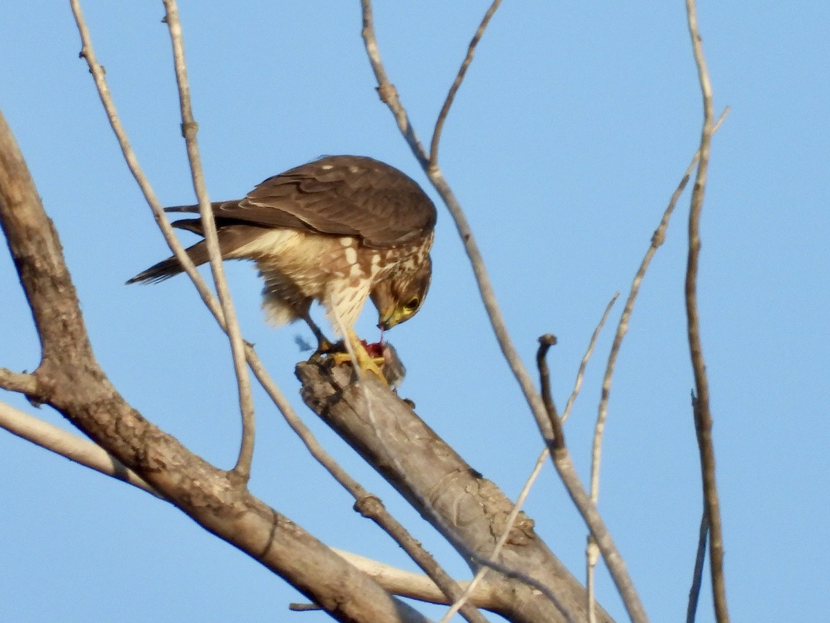 Merlin - ML645903703