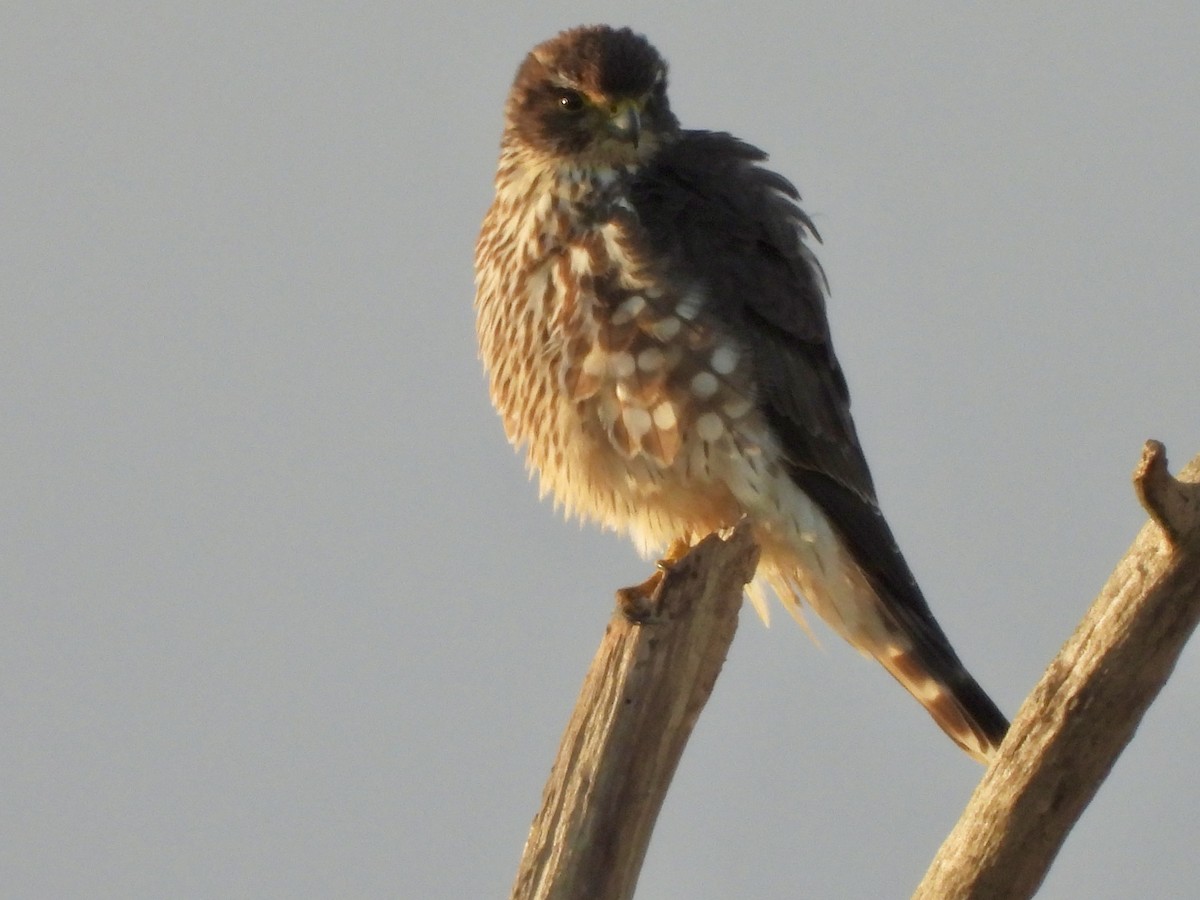 Merlin - ML645903704