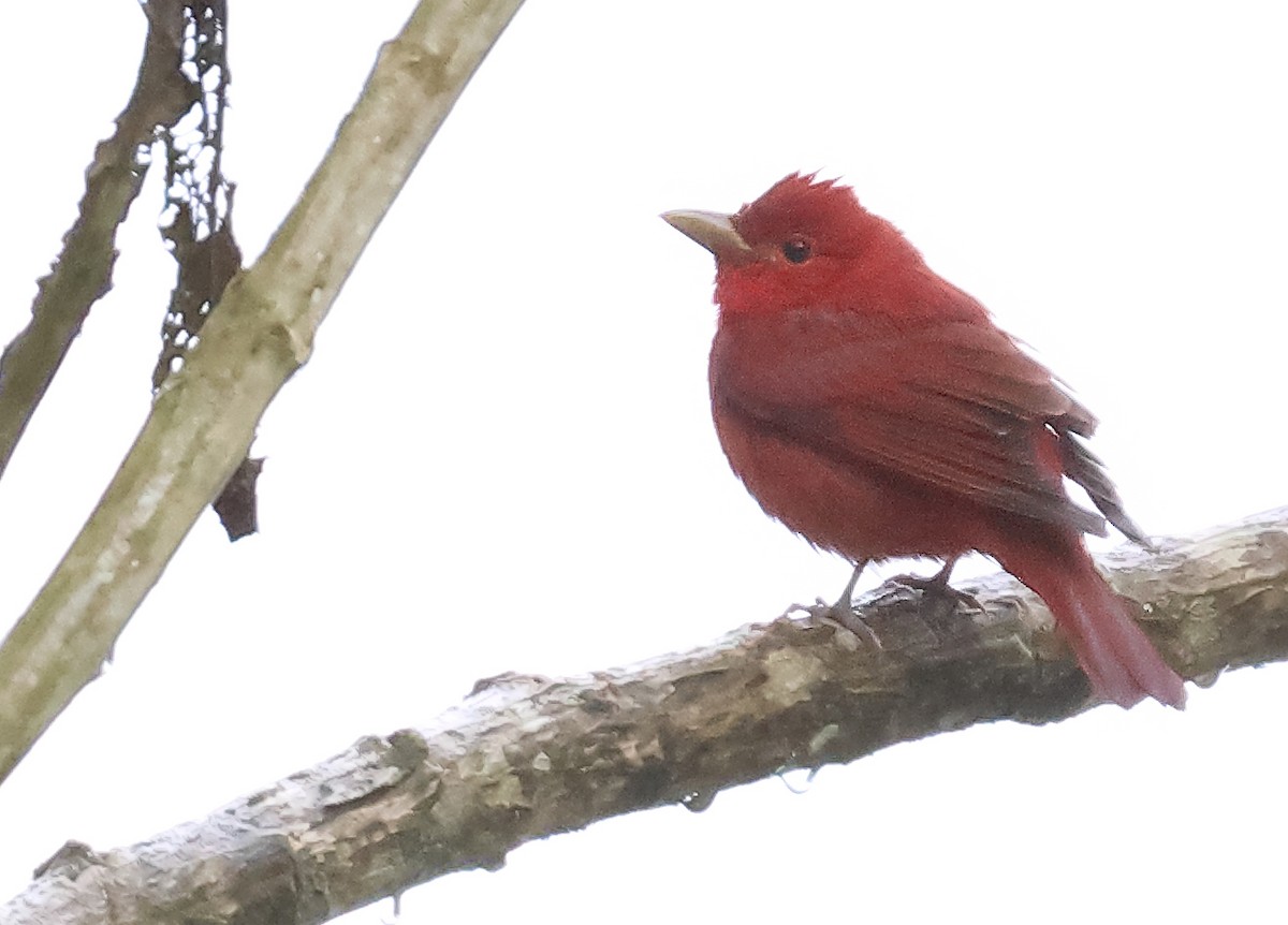 Summer Tanager - ML645903710