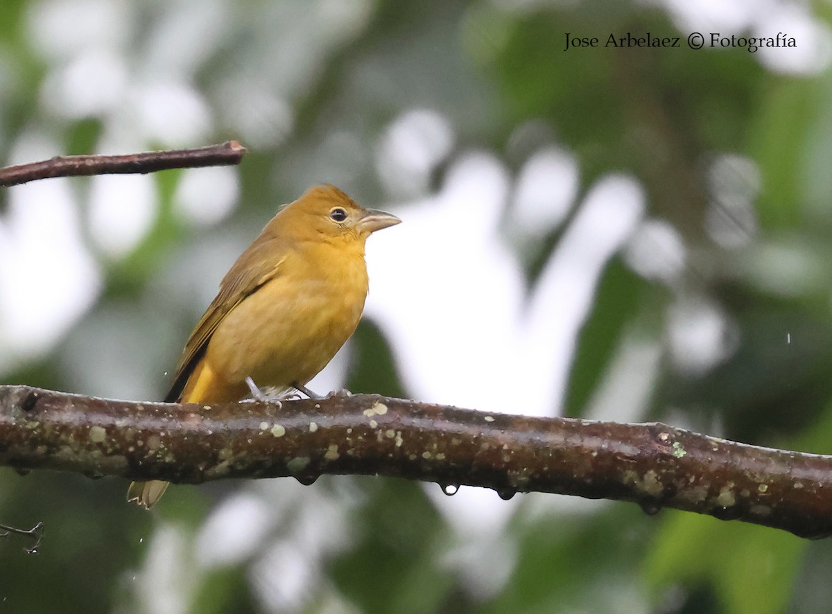 Summer Tanager - ML645903711