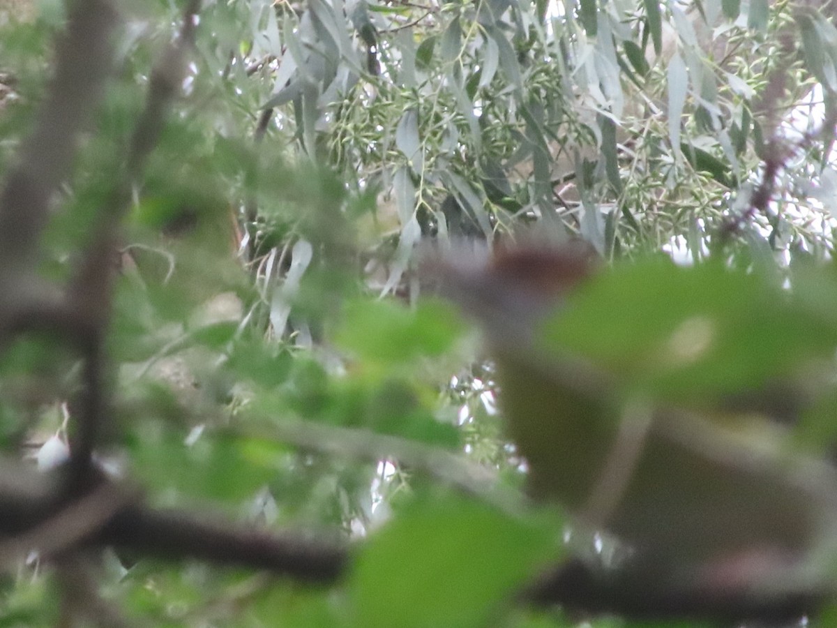 Віреон рудобровий - ML645903713