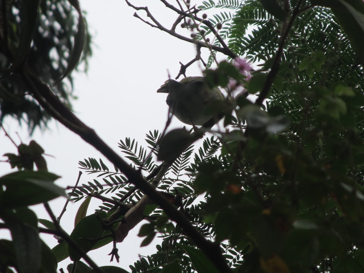 Віреон рудобровий - ML645903714