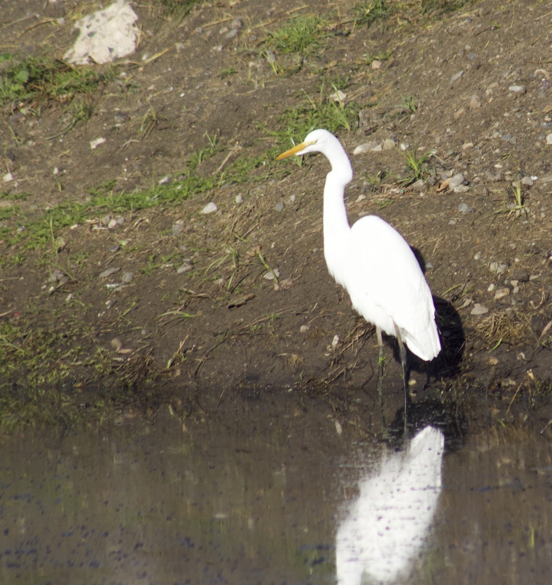 volavka bílá - ML645903715