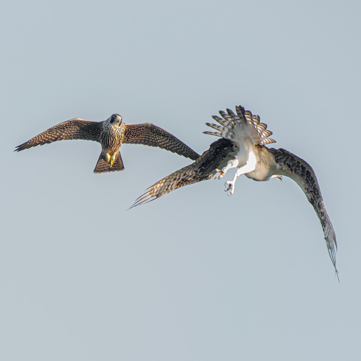 Peregrine Falcon - ML645903726