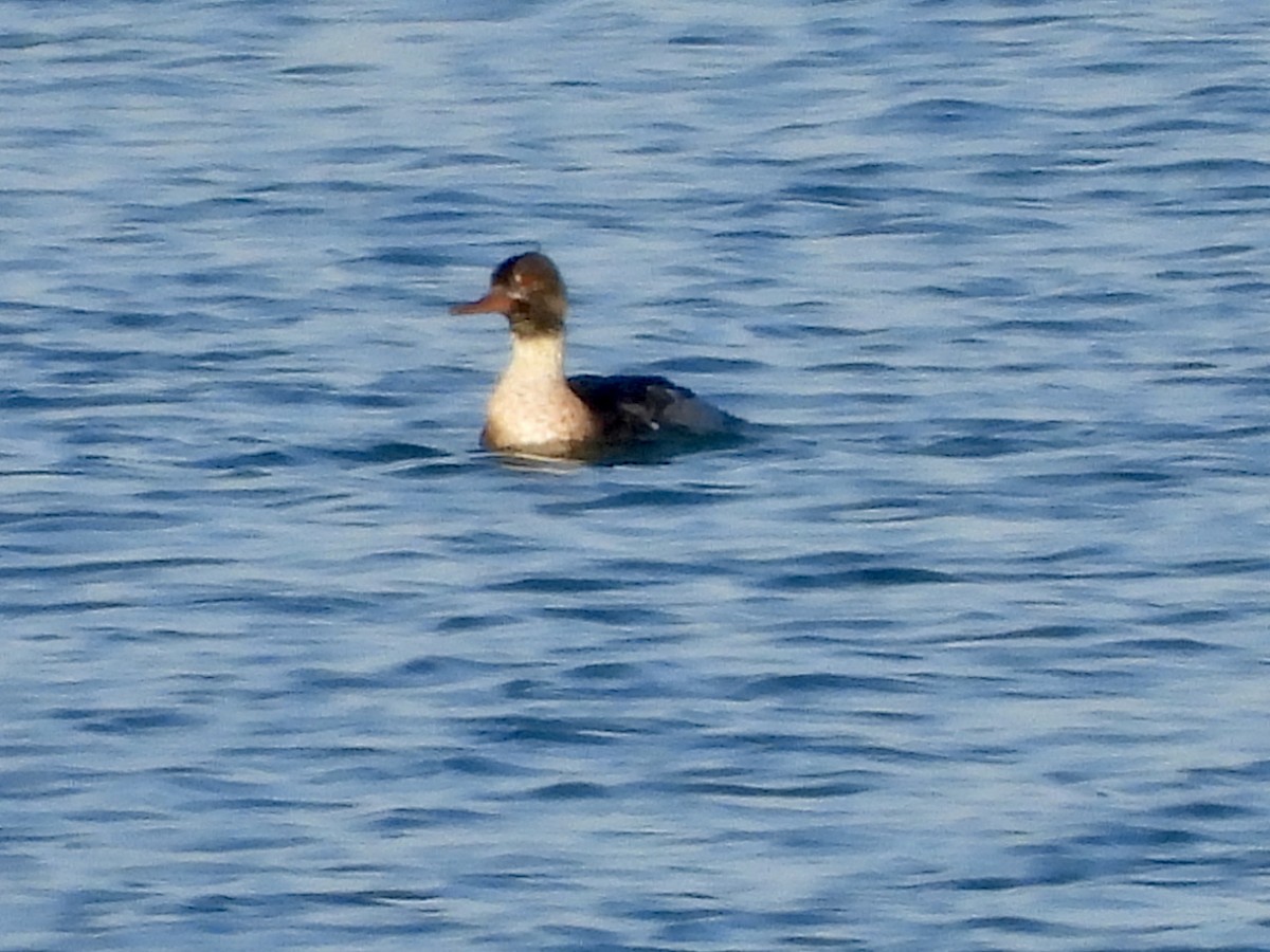 Red-breasted Merganser - ML645903739
