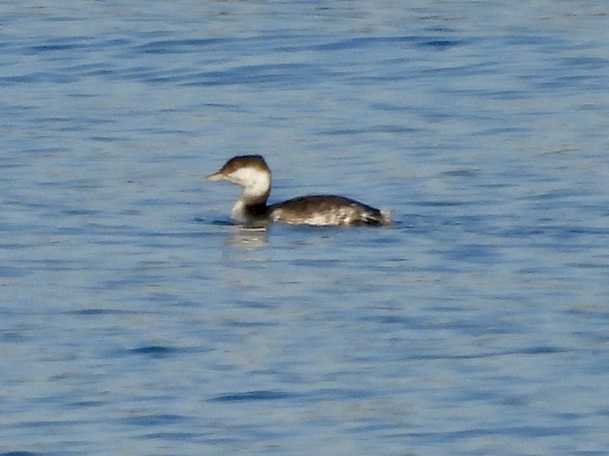 Horned Grebe - ML645903745