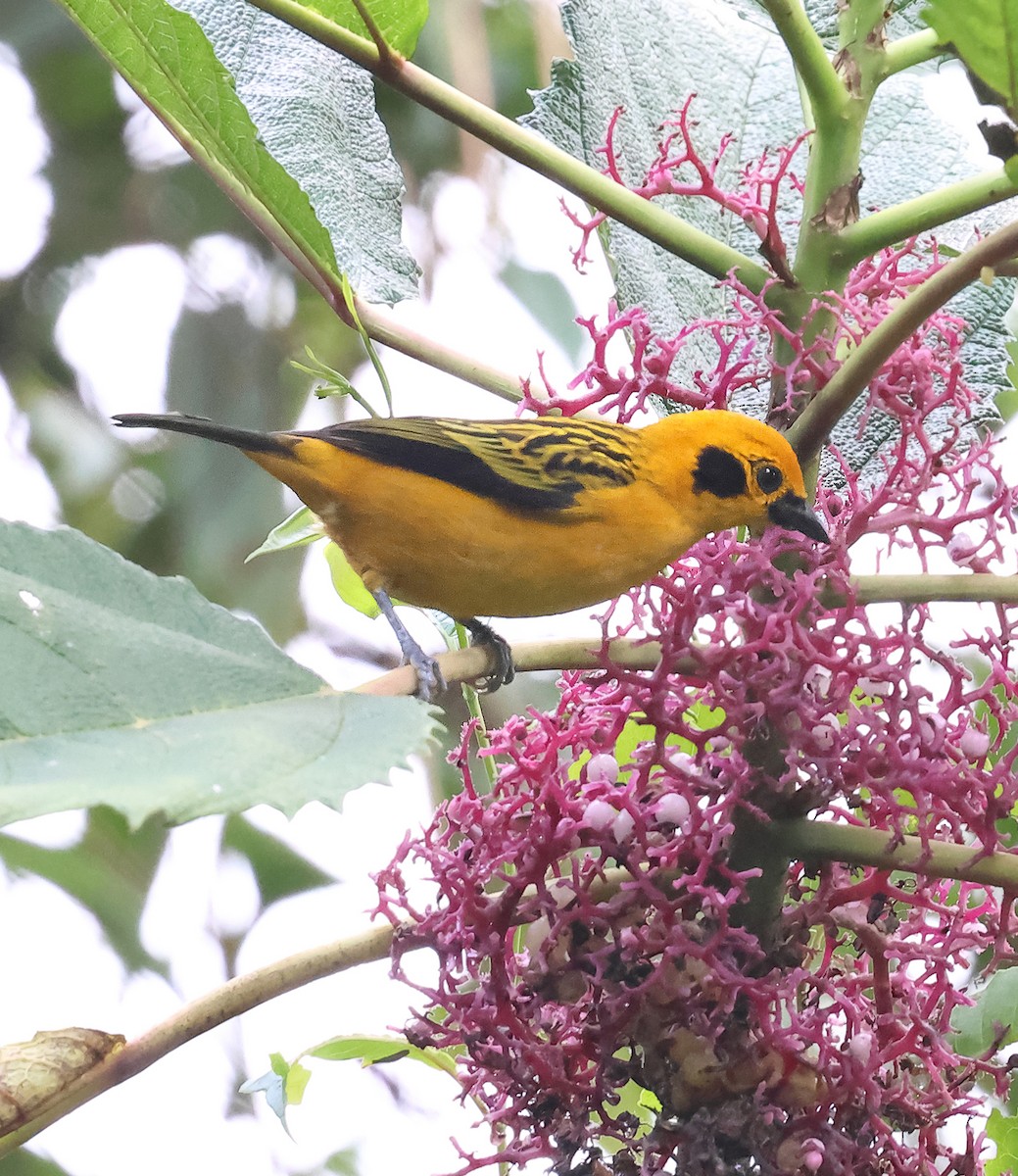 Golden Tanager - ML645903747