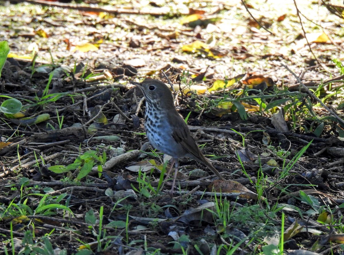 Hermit Thrush - ML645903749