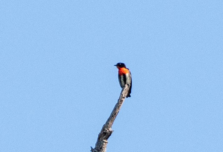 Mistletoebird - ML645903766