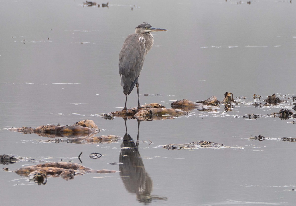 Great Blue Heron - ML645903769