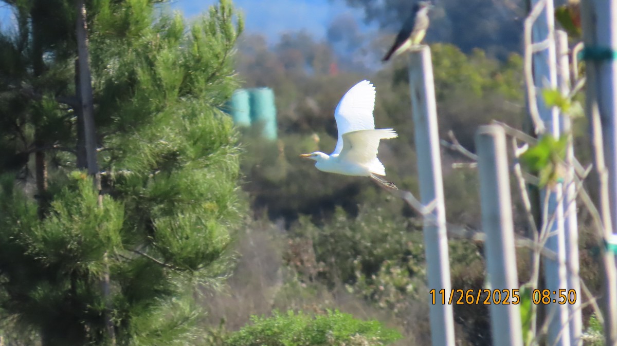 Koartzatxo itzaina - ML645903772