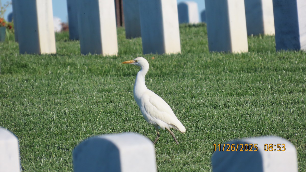 Koartzatxo itzaina - ML645903774