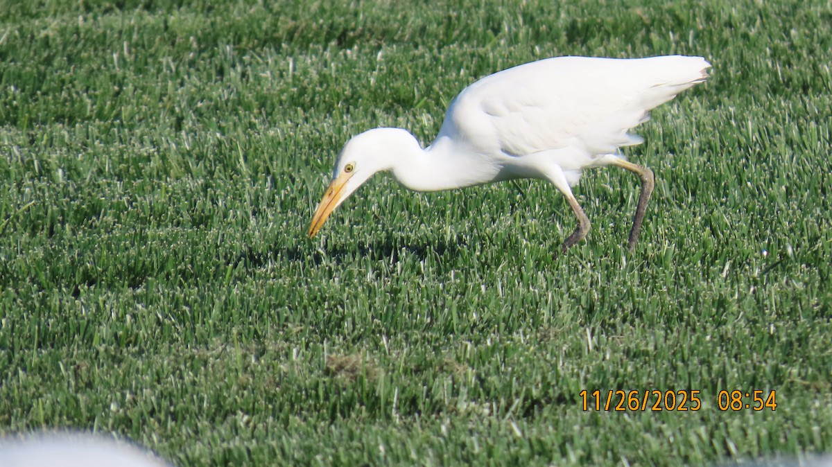 Koartzatxo itzaina - ML645903777