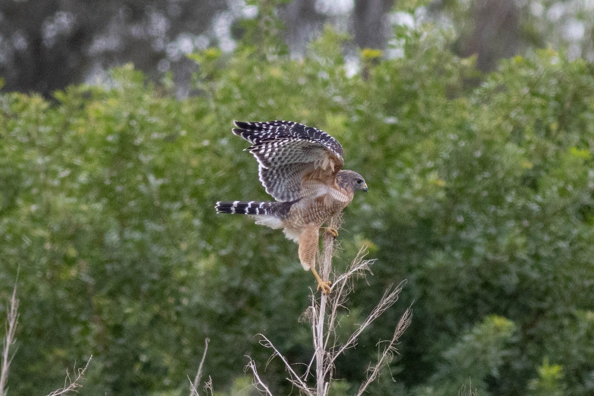 Red-shouldered Hawk - ML645903786
