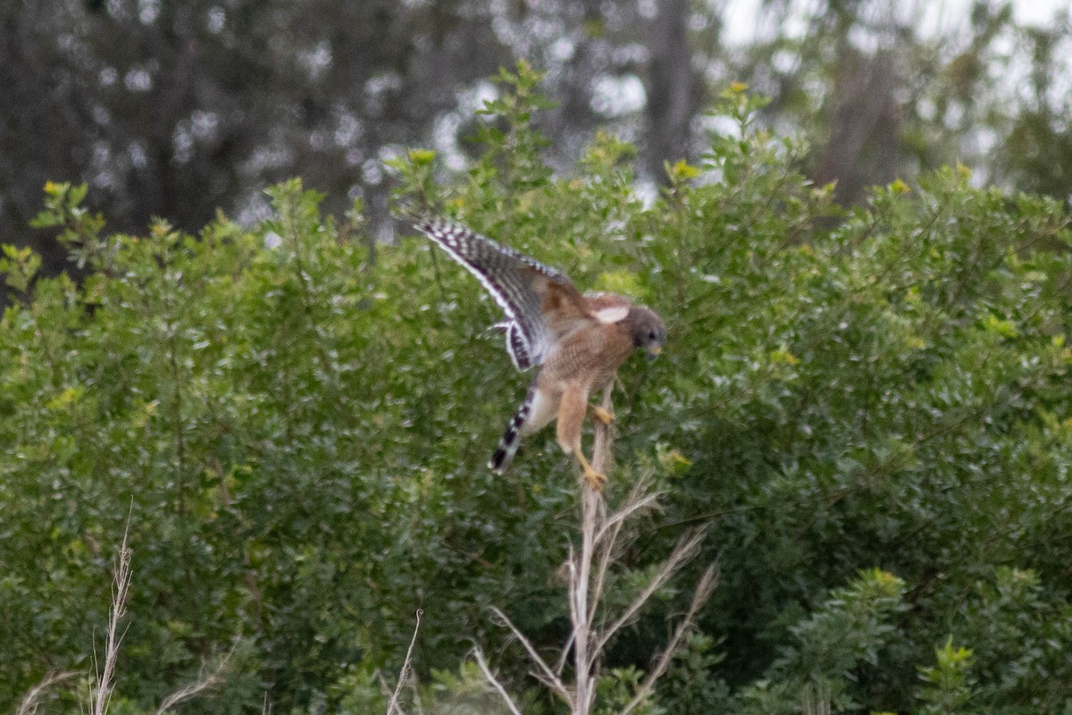 Red-shouldered Hawk - ML645903788