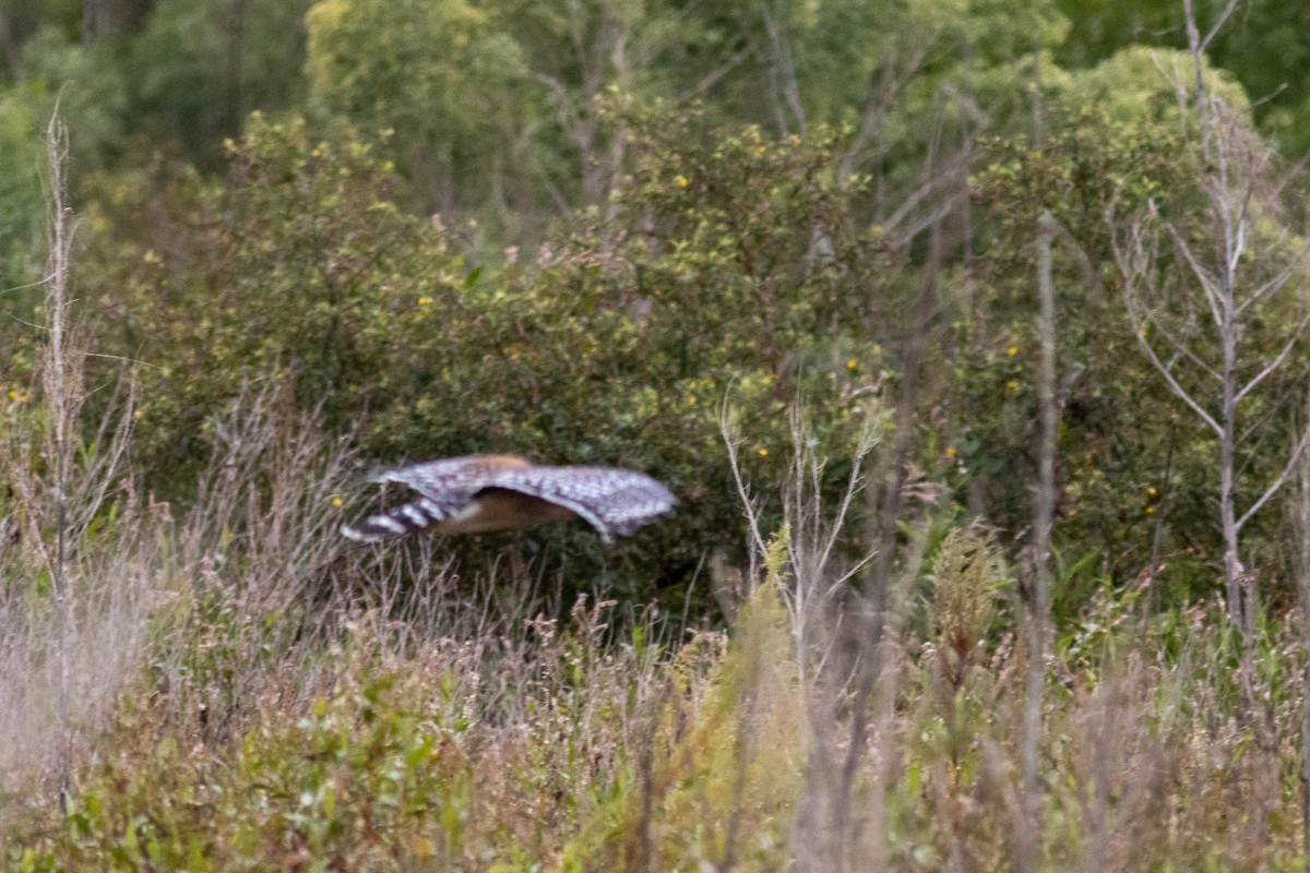Red-shouldered Hawk - ML645903789