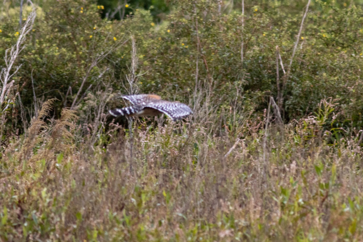 Red-shouldered Hawk - ML645903790