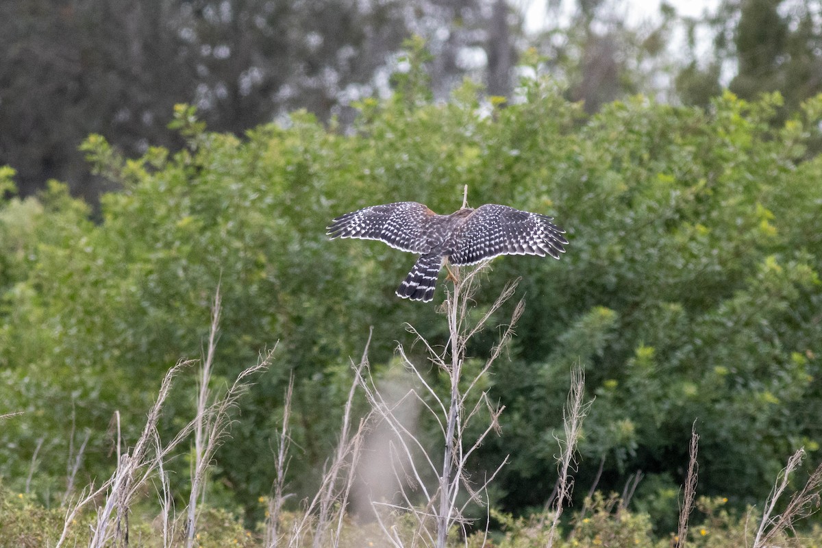 Red-shouldered Hawk - ML645903791