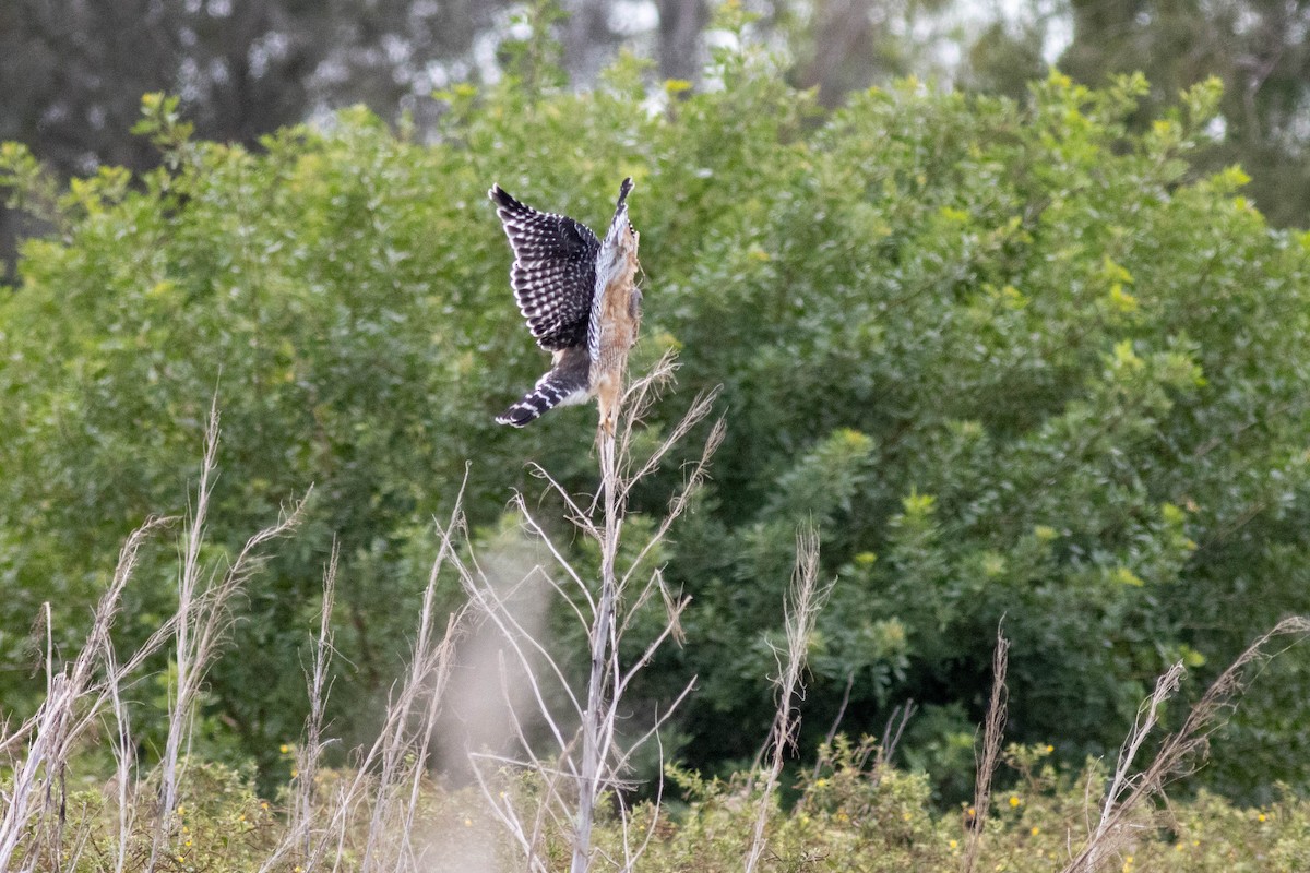 Red-shouldered Hawk - ML645903792