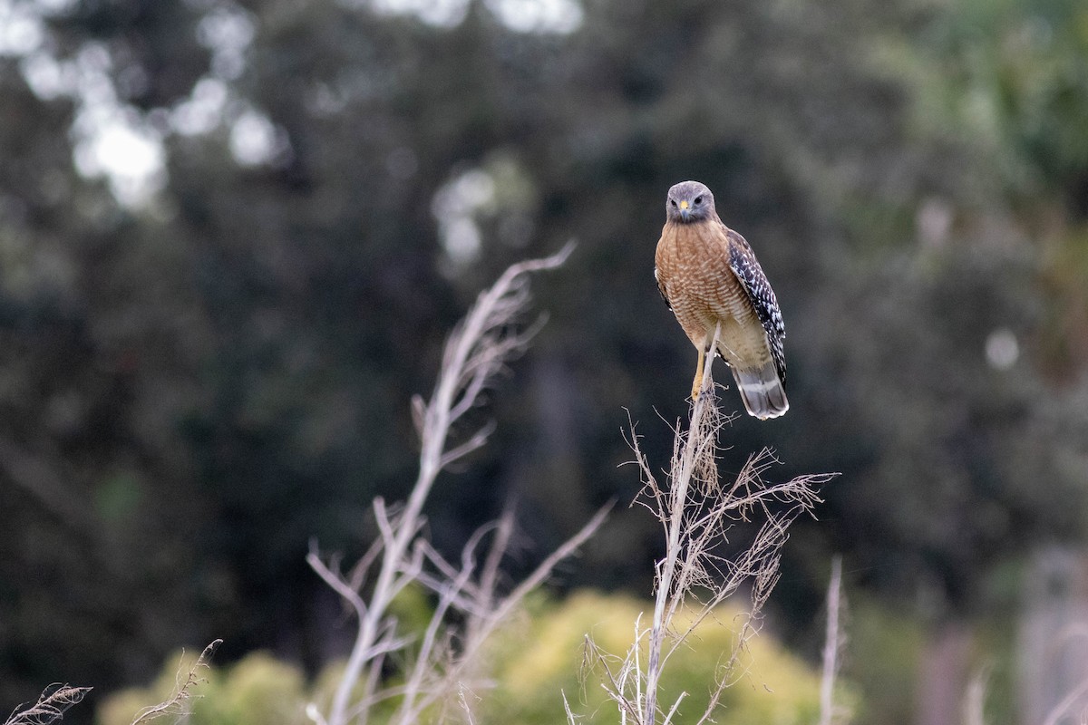 Red-shouldered Hawk - ML645903793