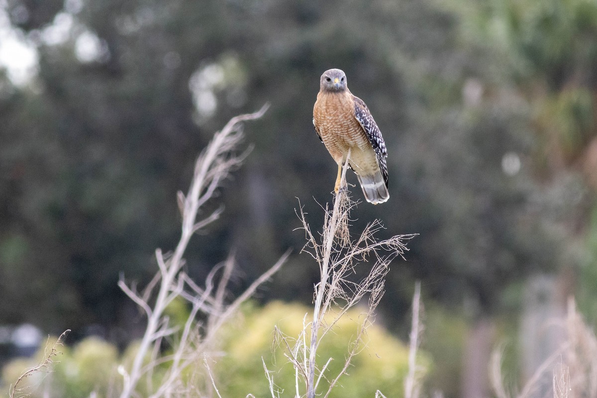 Red-shouldered Hawk - ML645903794