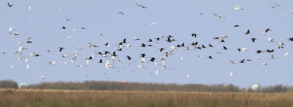 Glossy/White-faced Ibis - ML645903799