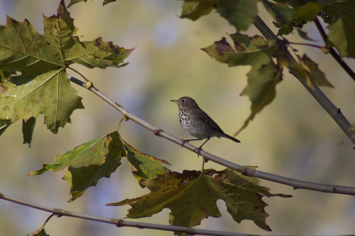 Hermit Thrush - ML645903800