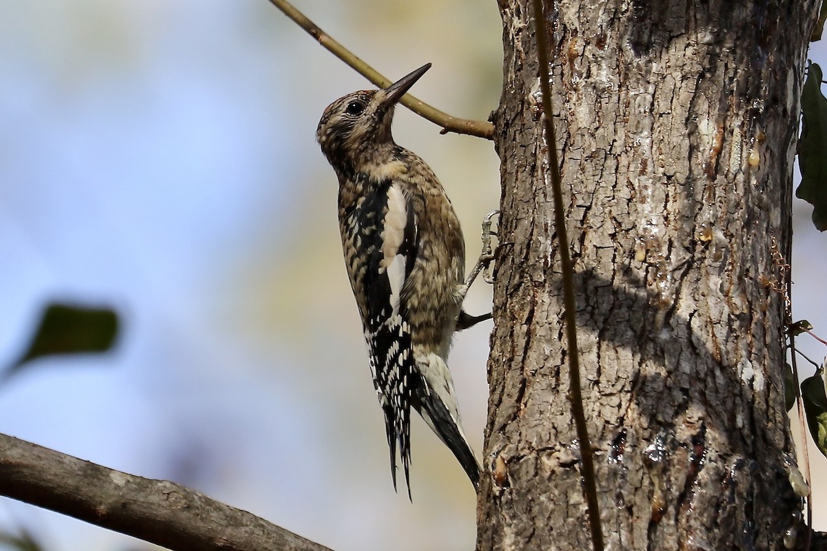 Yellow-bellied Sapsucker - ML645903801