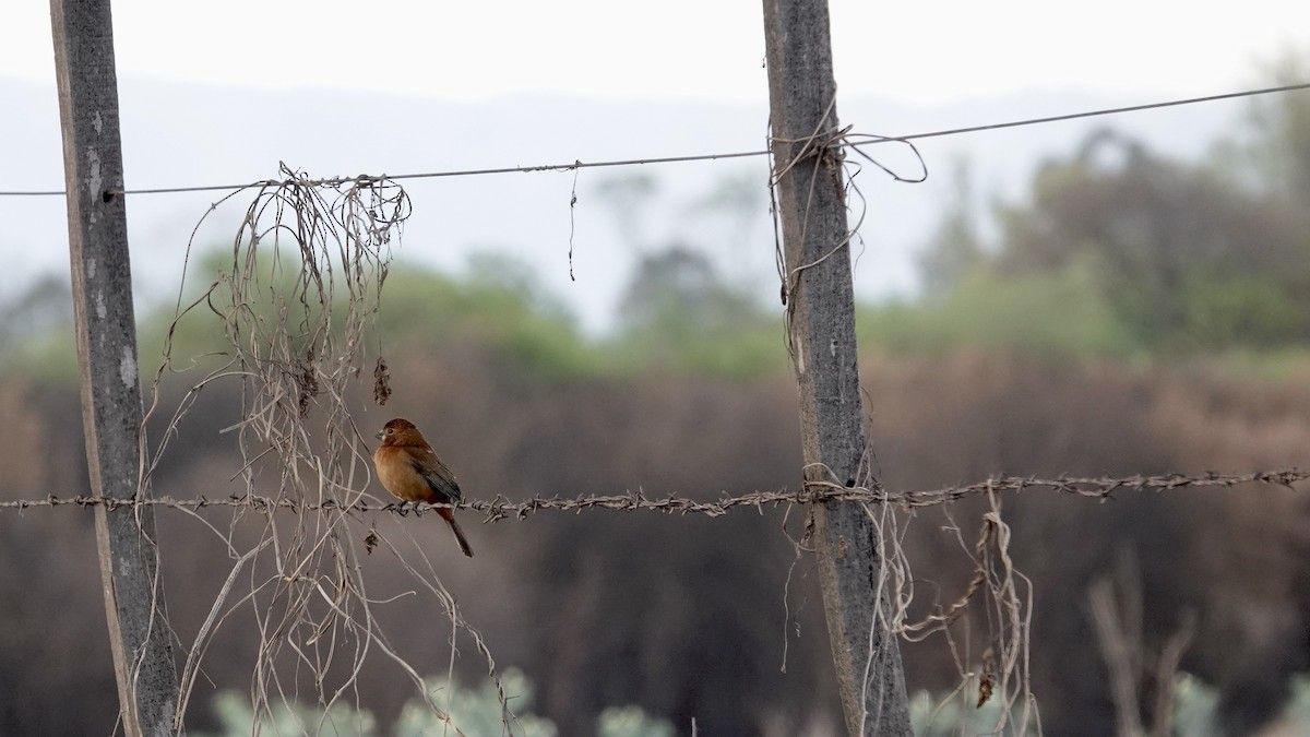 Ultramarine Grosbeak - ML645903802