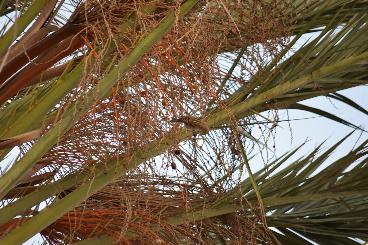 Etxe-txolarrea - ML645903804