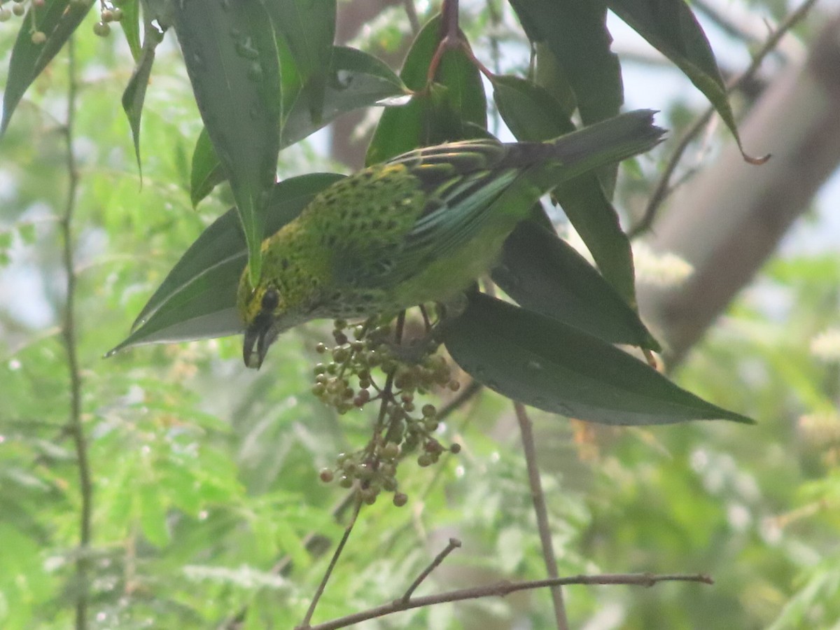 Speckled Tanager - ML645903806