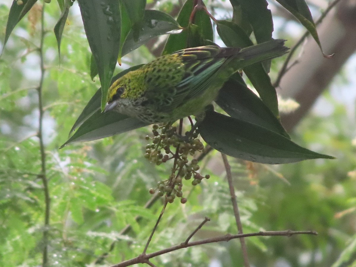 Speckled Tanager - ML645903807