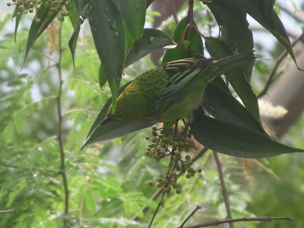 Speckled Tanager - ML645903808