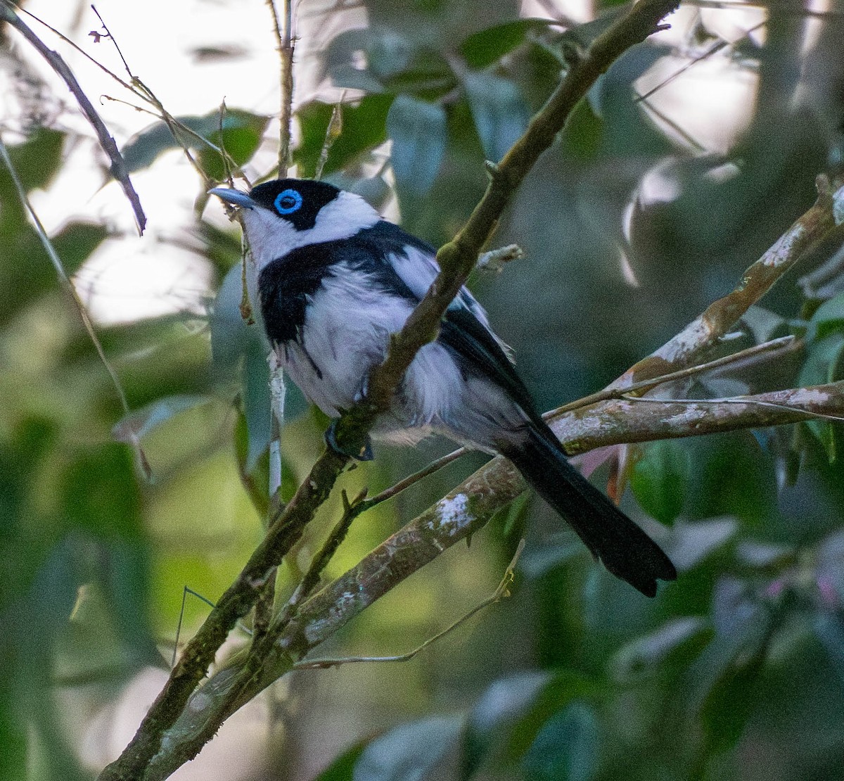 Pied Monarch - ML645903809