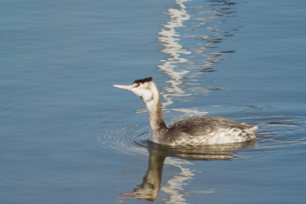 Murgil mottoduna - ML645903810