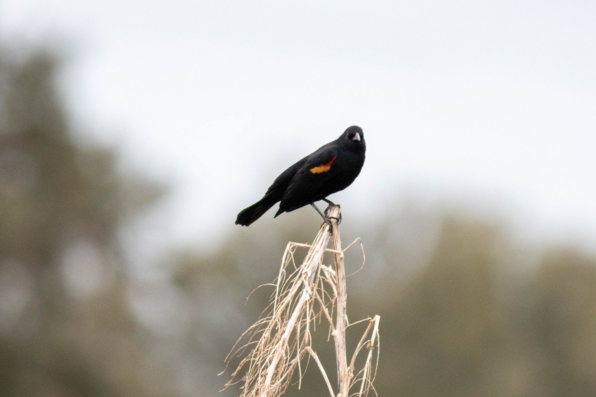 Red-winged Blackbird - ML645903812