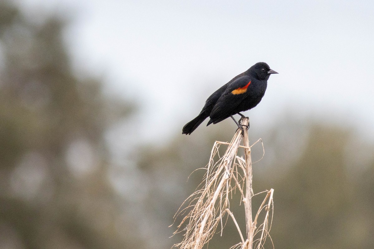 Red-winged Blackbird - ML645903813