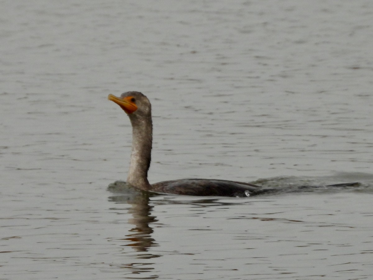 Ubarroi belarriduna - ML645903814