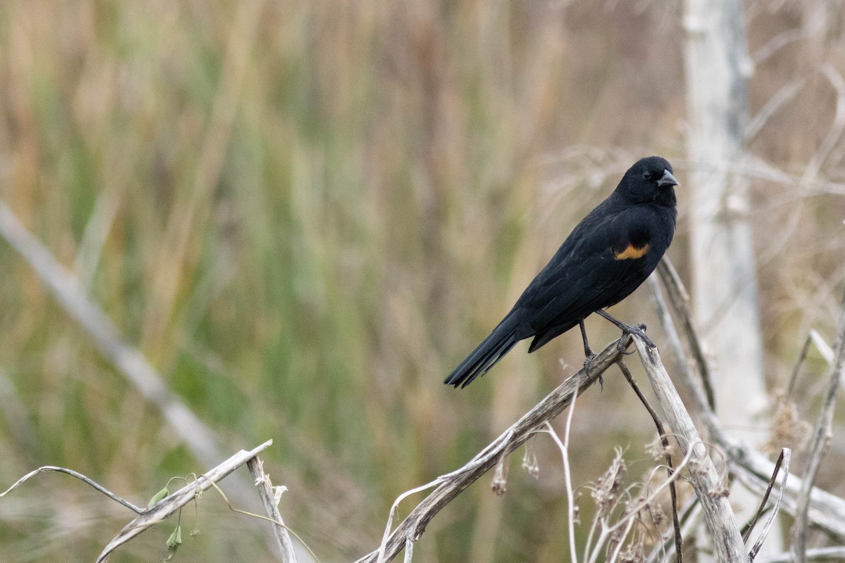 Red-winged Blackbird - ML645903815