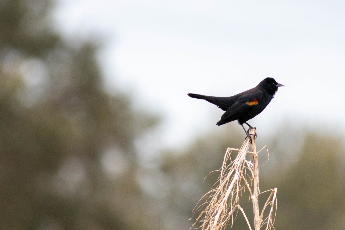 Red-winged Blackbird - ML645903816
