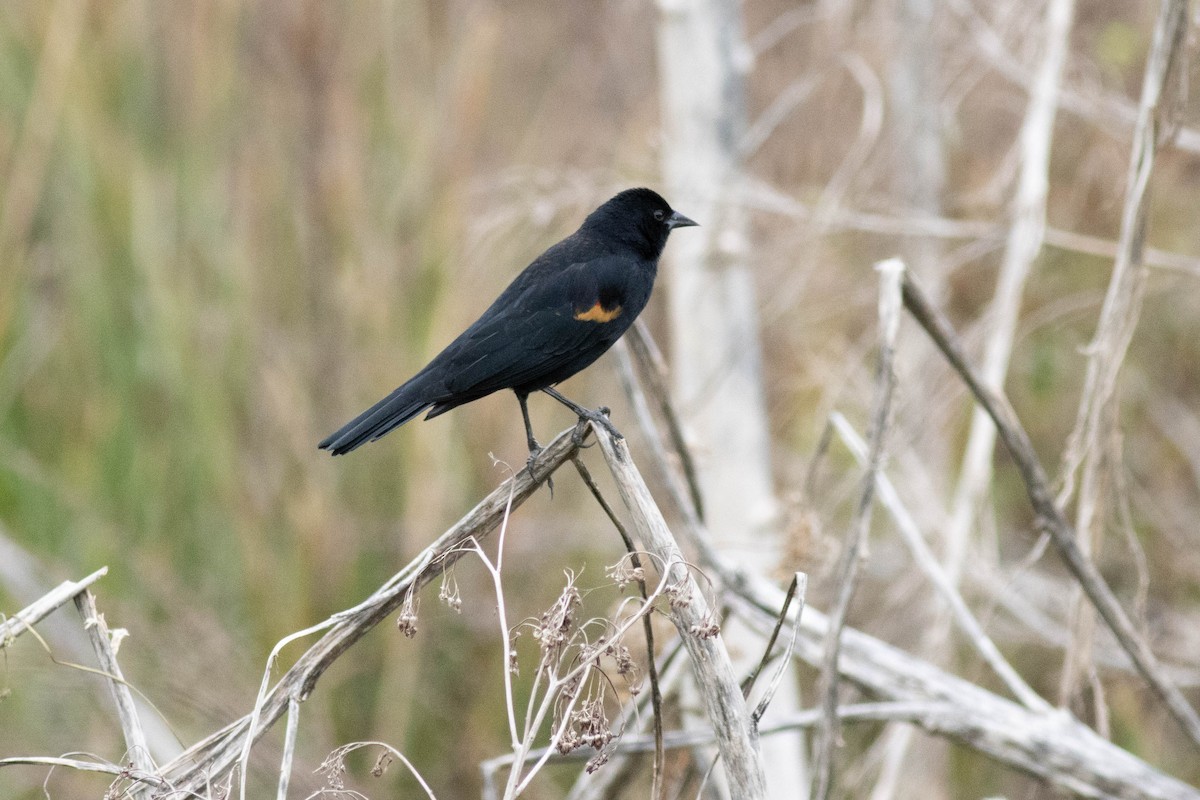 Red-winged Blackbird - ML645903817