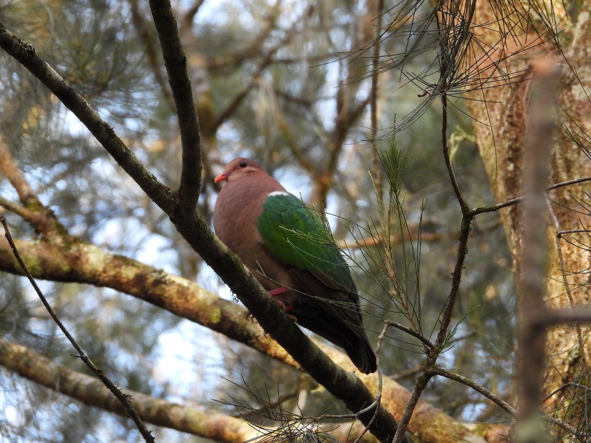 Pacific Emerald Dove - ML645903818