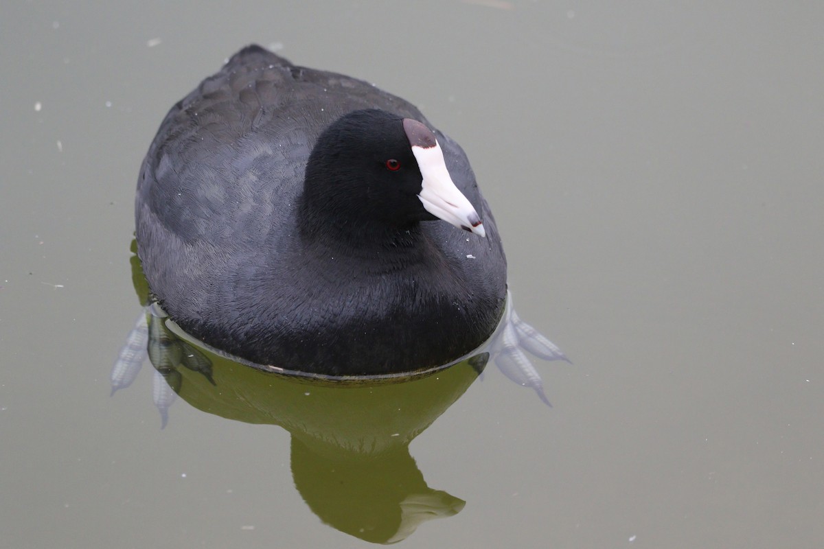 Kopetazuri amerikarra - ML645903820