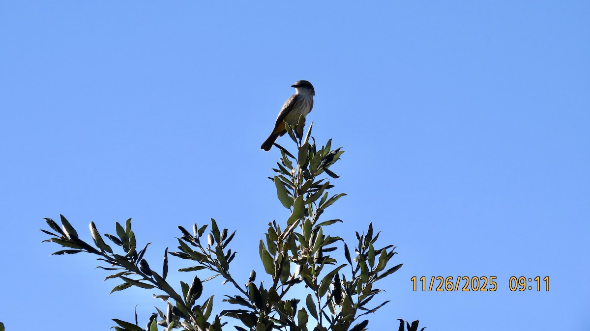 Vermilion Flycatcher - ML645903821
